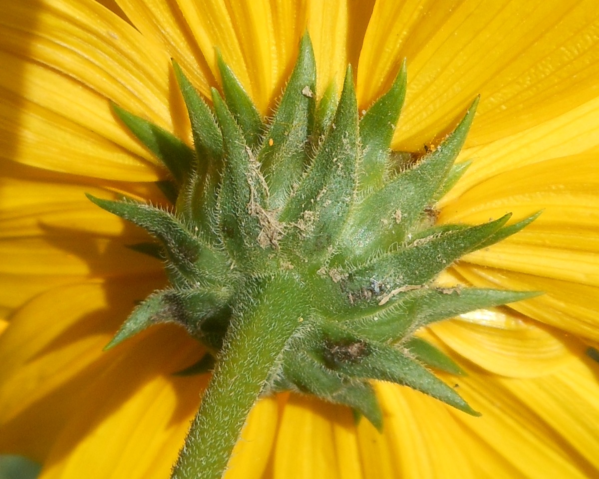 Helianthus laetiflorus Pers.